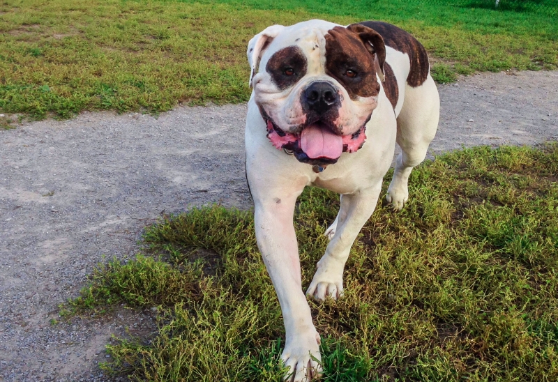 Diesel-2013-09-26